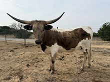  MN 50Shades Grulla Magic