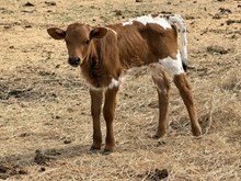 Dynamic Rose Calf