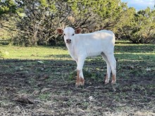 ROSELY'S HEIFER