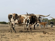 KKR AIN'T THAT SOME BULL