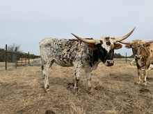 KKR THOUGHTS OF A YELLOW ROSE