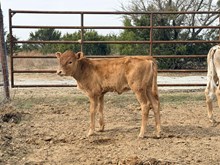 Buckle Bunny Heifer
