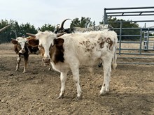 Windy's Bull