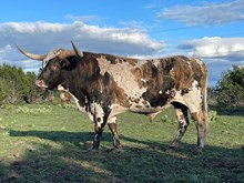 KKR AIN'T THAT SOME BULL