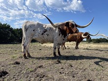 KKR COWBOY PRINCE
