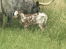 Bull Calf 4