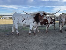 KKR COWBOY PRINCE