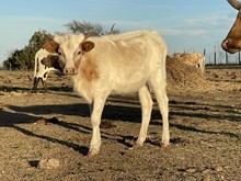 KKR Dixie's Chick