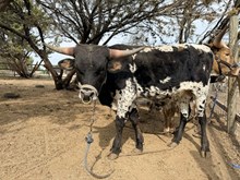 KKR CRACKED MIDNIGHT ONYX