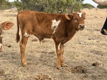 Kamo's calf